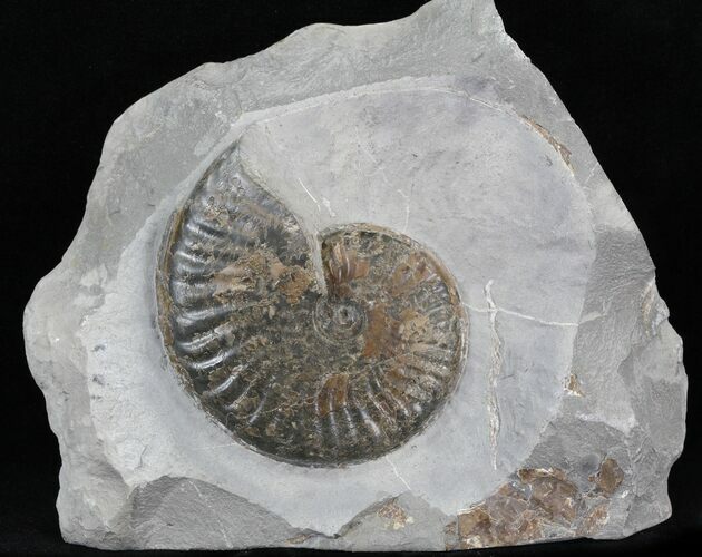 Rare Upper Lias Pseudolioceras Ammonite - #30777